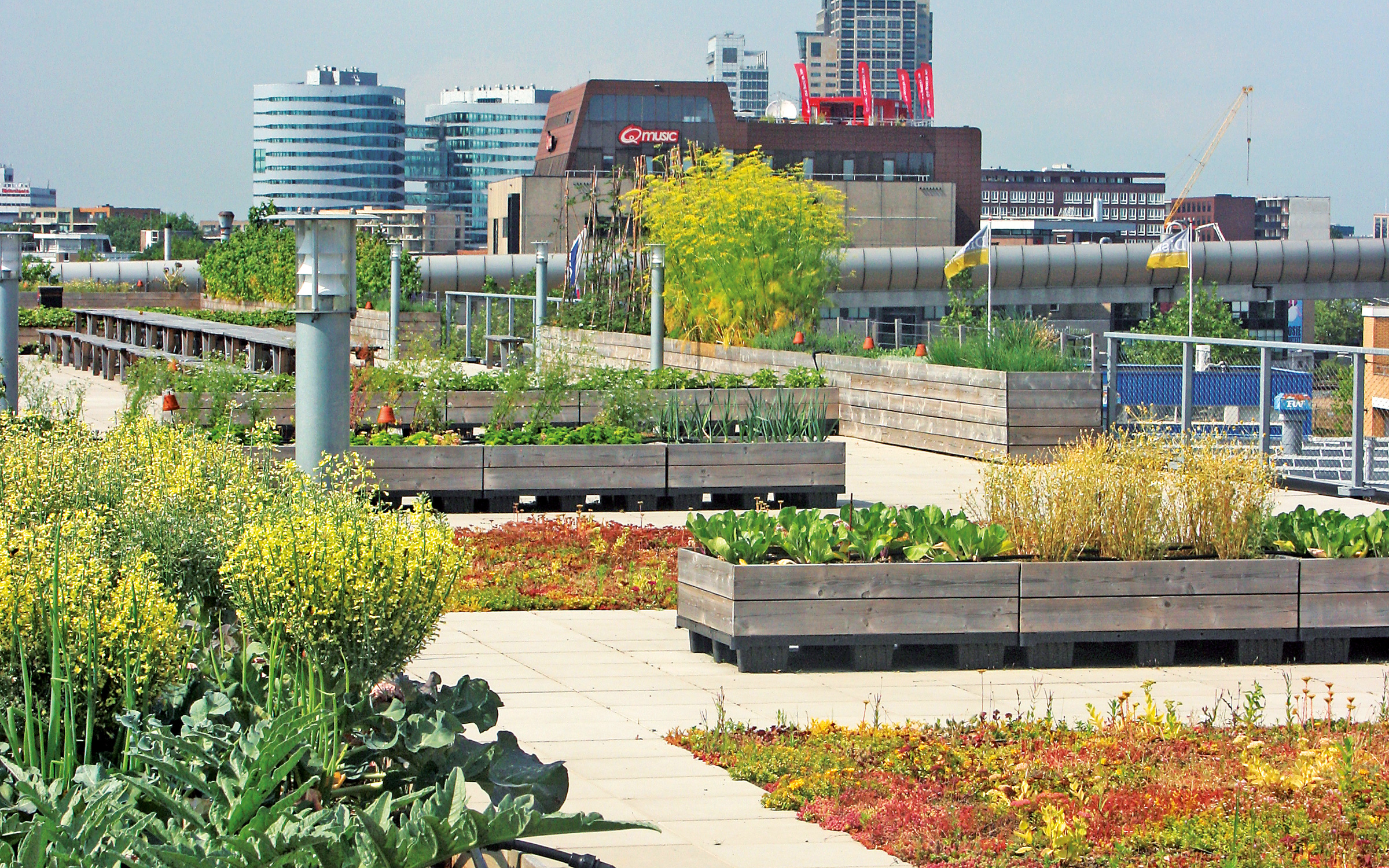 Sedum was planted between the walkways, whereas vegetables and fruits are grown on the raised planting beds. Vegetables and fruits grown in wooden raised planting beds